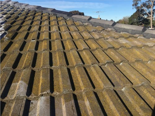 cement tiles covered in yellow lichen